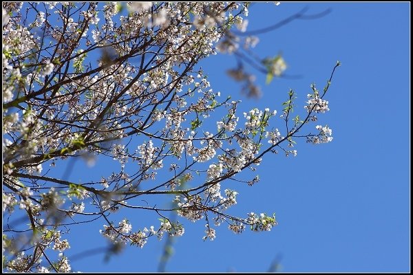 2019.03.04 觀霧‧霧社櫻櫻王