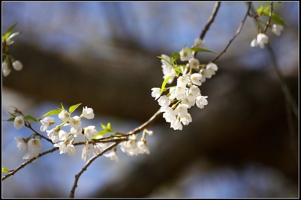 2019.03.04 觀霧‧霧社櫻櫻王