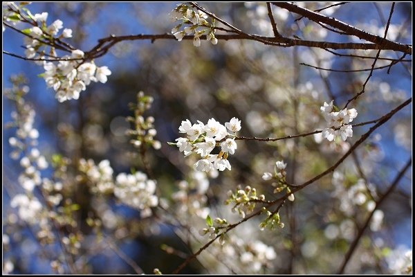 2019.03.04 觀霧‧霧社櫻櫻王