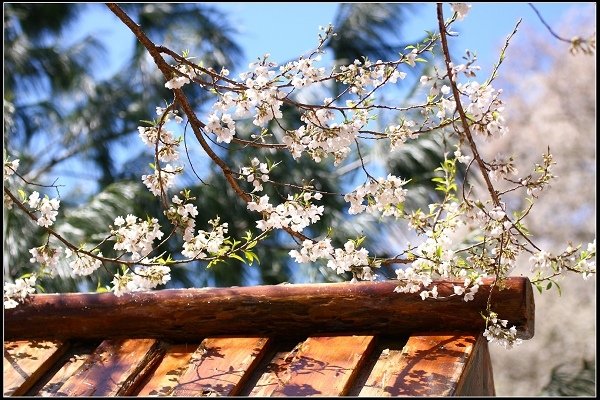 2019.03.04 觀霧‧霧社櫻櫻王