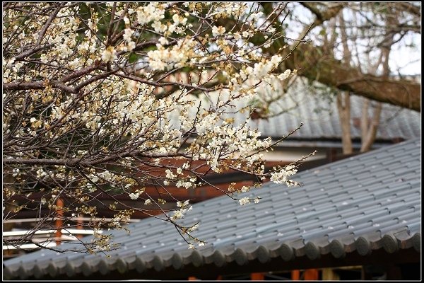 2019.01.20 桃園角板山 ‧ 良辰《梅》景