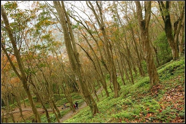 2017.12.29 秀巒楓情 &amp; 大樂之野景觀餐廳落羽松 