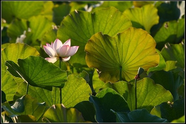 2017.06.11 雙溪‧【荷】你相遇