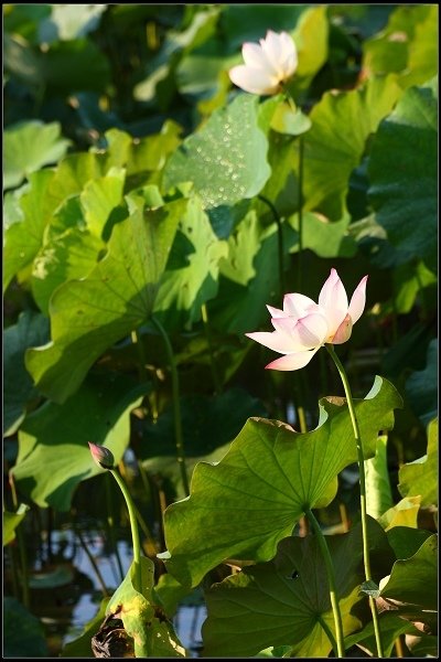 2017.06.11 雙溪‧【荷】你相遇