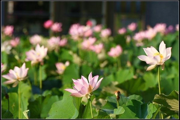 2017.06.11 雙溪‧【荷】你相遇