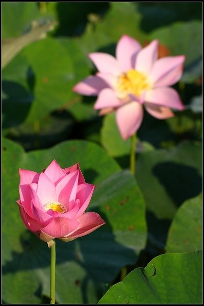 2017.06.11 雙溪‧【荷】你相遇