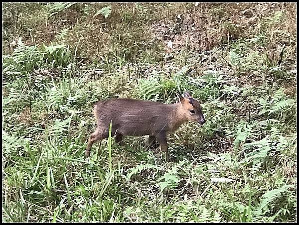 2019.11.25 宜蘭福山植物園