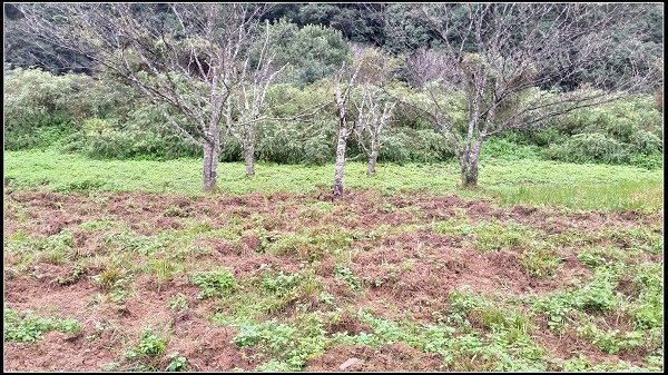 2019.11.25 宜蘭福山植物園