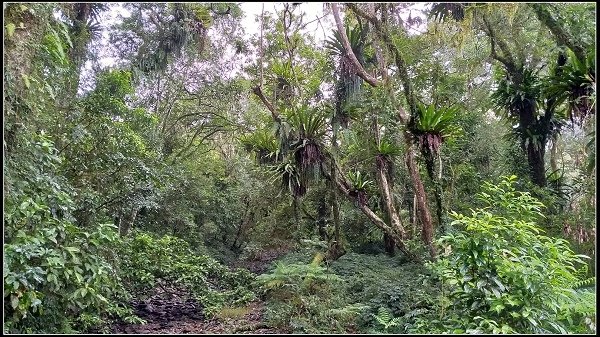 2019.11.25 宜蘭福山植物園