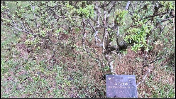 2019.11.25 宜蘭福山植物園