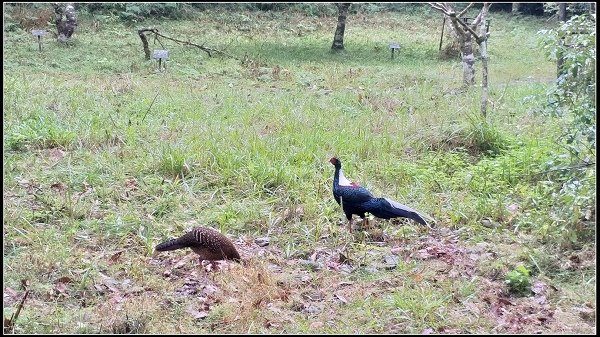 2019.11.25 宜蘭福山植物園