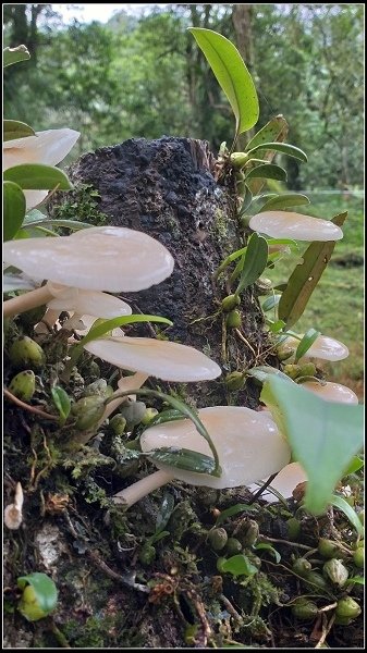 2019.11.25 宜蘭福山植物園