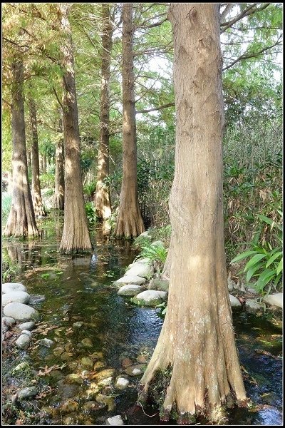 2017.12.30 彰化田尾‧菁芳園落羽松景觀餐廳