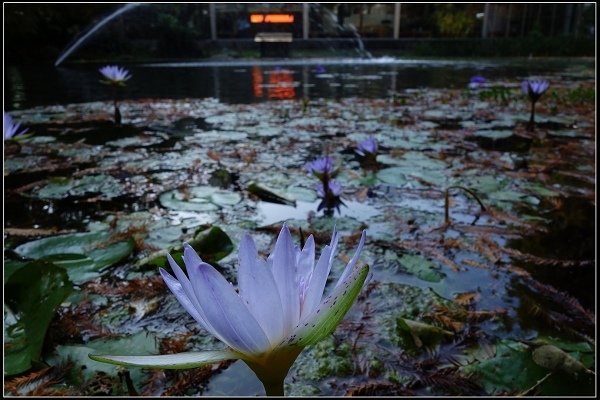 2017.12.30 彰化田尾‧菁芳園落羽松景觀餐廳