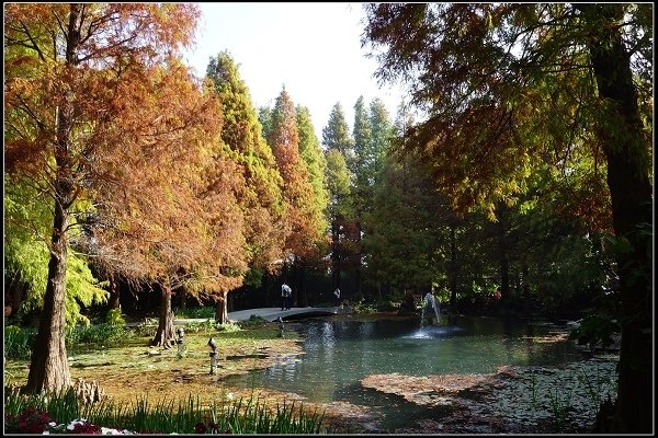 2017.12.30 彰化田尾‧菁芳園落羽松景觀餐廳