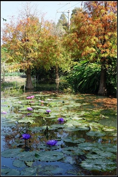 2017.12.30 彰化田尾‧菁芳園落羽松景觀餐廳