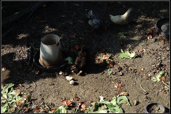 2017.12.30 彰化田尾‧菁芳園落羽松景觀餐廳