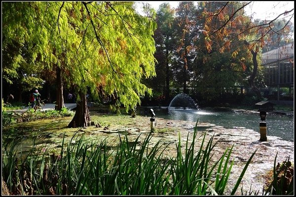 2017.12.30 彰化田尾‧菁芳園落羽松景觀餐廳