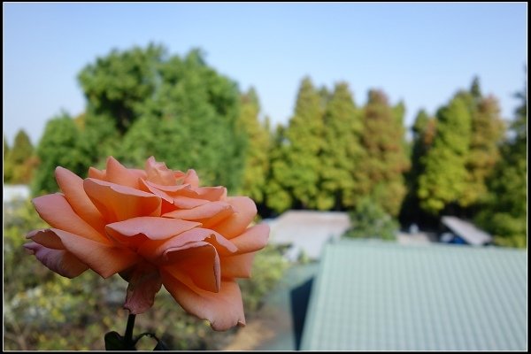 2017.12.30 彰化田尾‧菁芳園落羽松景觀餐廳