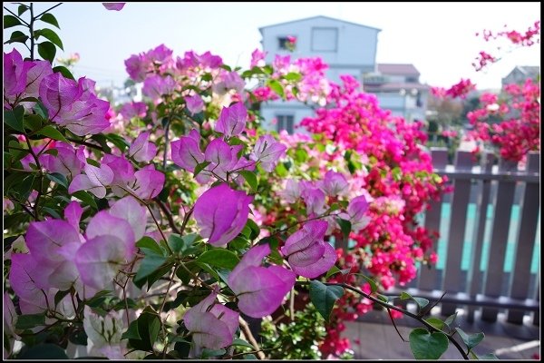 2017.12.30 彰化田尾‧菁芳園落羽松景觀餐廳