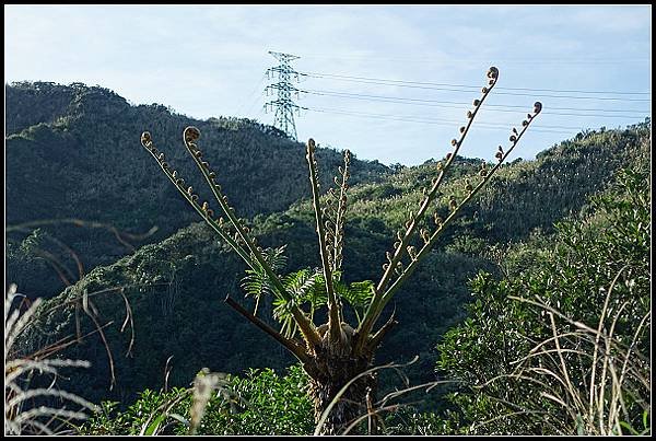 2024.12.01 瑞芳牡丹山 ‧ 賞芒花