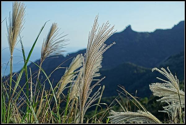 2024.12.01 瑞芳牡丹山 ‧ 賞芒花