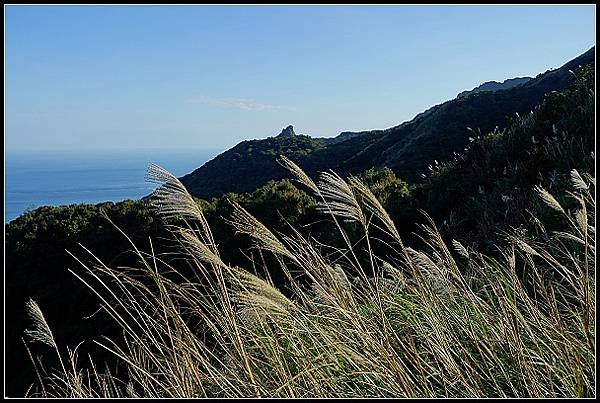 2024.12.01 瑞芳牡丹山 ‧ 賞芒花