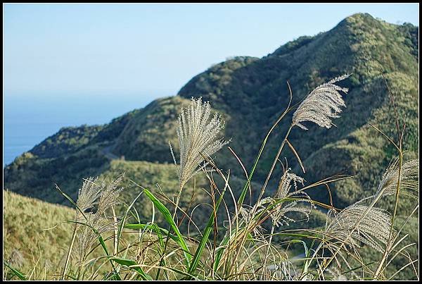 2024.12.01 瑞芳牡丹山 ‧ 賞芒花