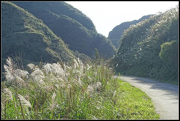 2024.12.01 瑞芳牡丹山 ‧ 賞芒花