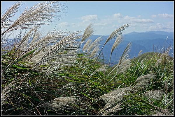 2024.12.01 瑞芳牡丹山 ‧ 賞芒花