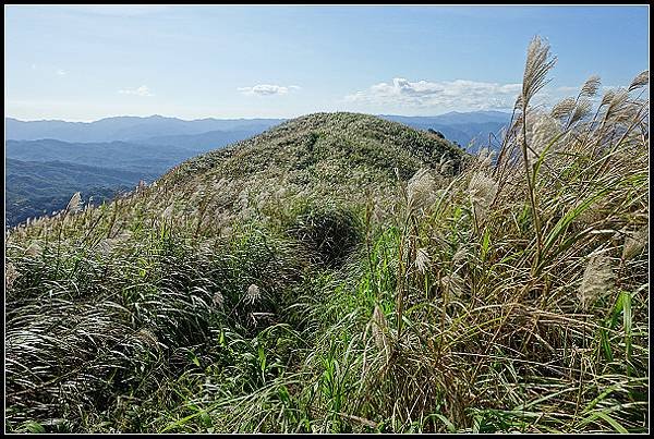 2024.12.01 瑞芳牡丹山 ‧ 賞芒花