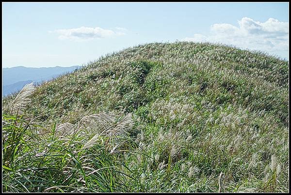 2024.12.01 瑞芳牡丹山 ‧ 賞芒花