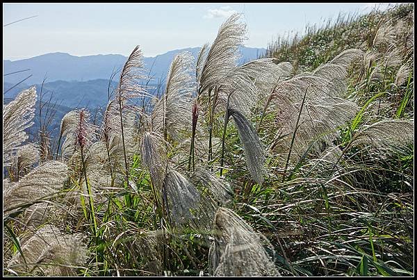 2024.12.01 瑞芳牡丹山 ‧ 賞芒花