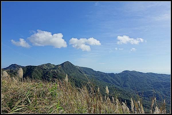 2024.12.01 瑞芳牡丹山 ‧ 賞芒花