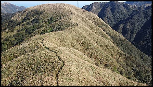 2024.12.01 瑞芳牡丹山 ‧ 賞芒花