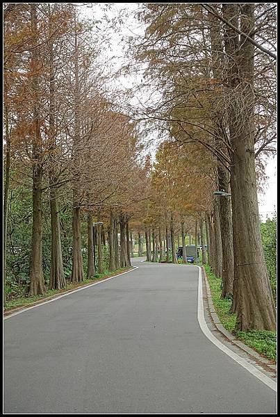 2025.01.01【單車遊記】桃園落羽松大道、石門大圳(下