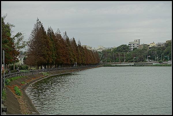 2025.01.01【單車遊記】桃園落羽松大道、石門大圳(下