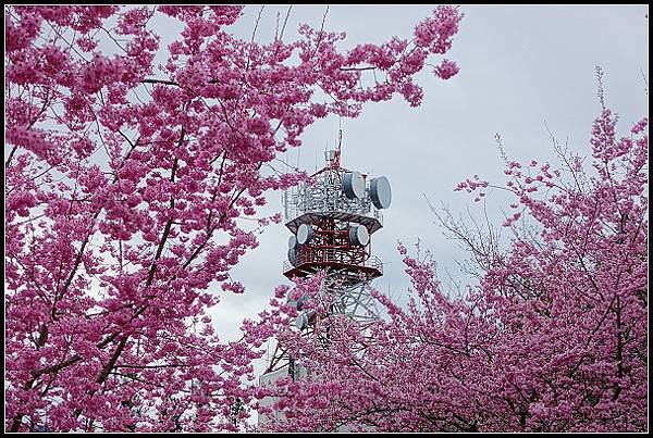 2025.03.03【櫻花】台中福壽山 ‧ 千櫻園