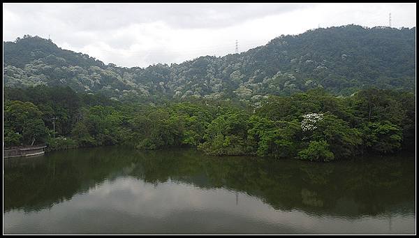 2025.05.03【油桐花】桃園大溪 ‧ 十一指古道 &amp; 
