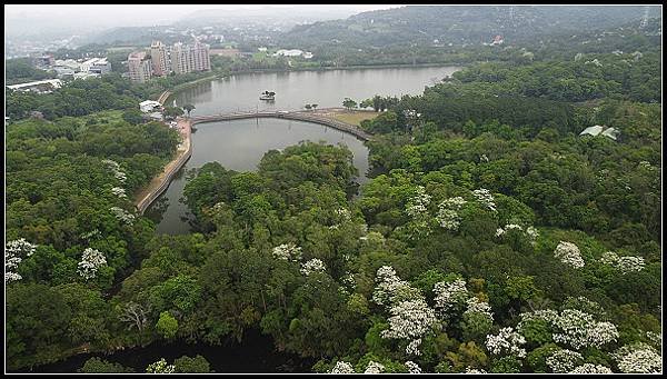 2025.05.03【油桐花】桃園大溪 ‧ 十一指古道 &amp; 