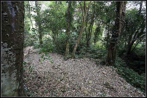 2025.05.03【油桐花】桃園大溪 ‧ 十一指古道 &amp; 