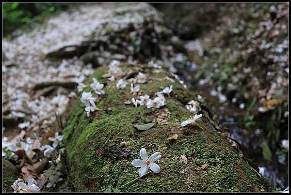 2025.05.03【油桐花】桃園大溪 ‧ 十一指古道 &amp; 