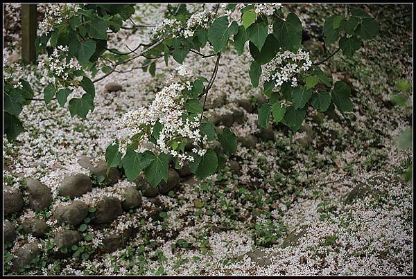 2025.05.03【油桐花】桃園大溪 ‧ 十一指古道 &amp; 