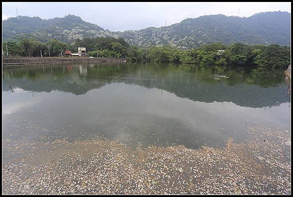 2025.05.03【油桐花】桃園大溪 ‧ 十一指古道 &amp; 