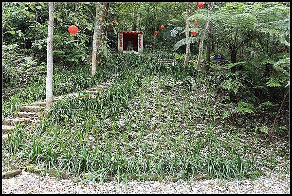 2025.05.03【油桐花】桃園大溪 ‧ 十一指古道 &amp; 