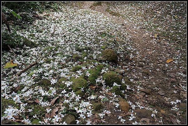2025.05.03【油桐花】桃園大溪 ‧ 十一指古道 &amp; 