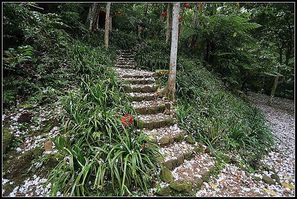 2025.05.03【油桐花】桃園大溪 ‧ 十一指古道 &amp; 