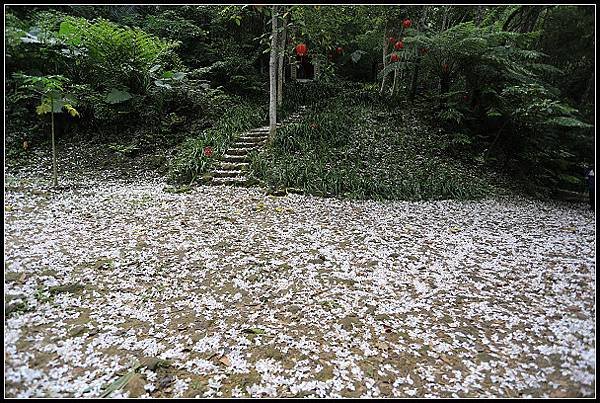 2025.05.03【油桐花】桃園大溪 ‧ 十一指古道 &amp; 