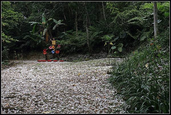 2025.05.03【油桐花】桃園大溪 ‧ 十一指古道 &amp; 