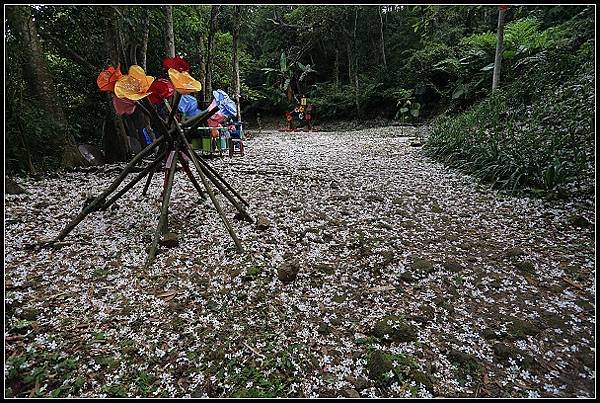 2025.05.03【油桐花】桃園大溪 ‧ 十一指古道 &amp; 